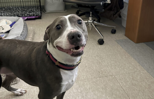 The Humane Society for Greater Nashua’s campaign to help build a medical facility, training area, and additional animal care units.