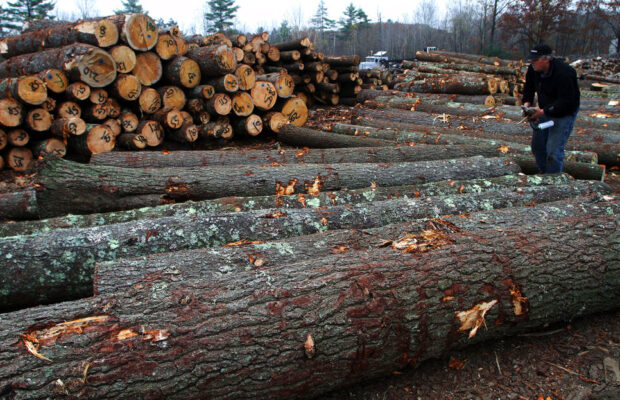 Insight on New Hampshire’s Timber Tax.