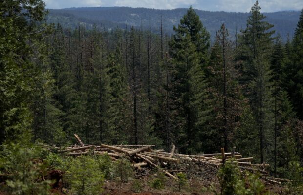 The debate surrounding New Hampshire’s Timber Tax. The debate surrounding New Hampshire’s Timber Tax.