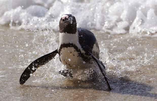 “…And why don’t we tax the Penguins while we’re at it”!