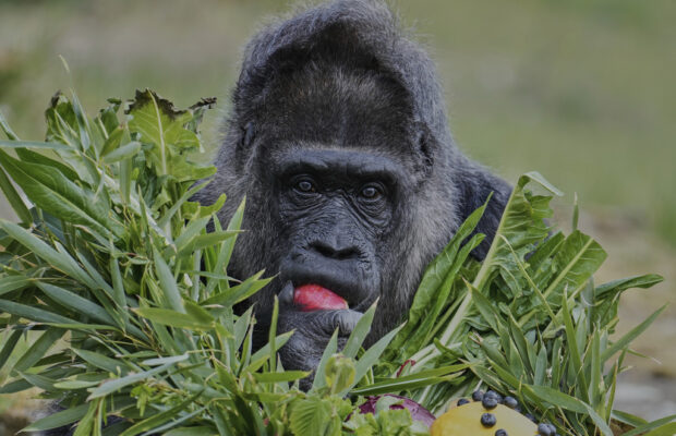 100 Men VS 1 Gorilla. 100 Men VS 1 Gorilla.