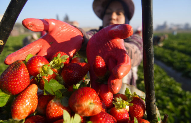 Pick Your Own Organic Strawberries