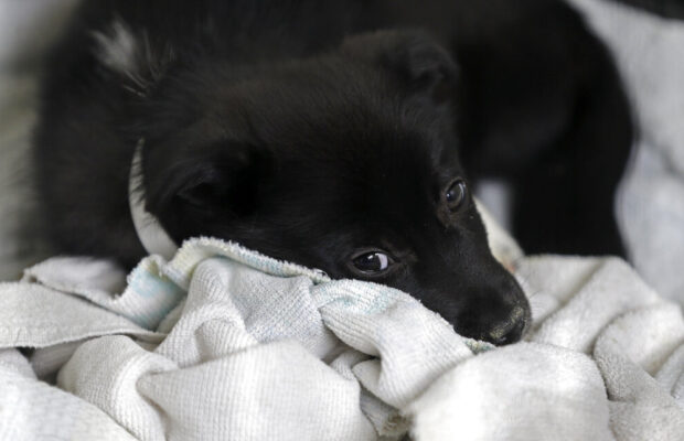 How the Manchester Animal Shelter is helping the community. How the Manchester Animal Shelter is helping the community.