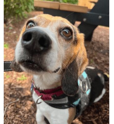 Back to School Event to benefit the Humane Society for Greater Nashua Back to School Event to benefit the Humane Society for Greater Nashua