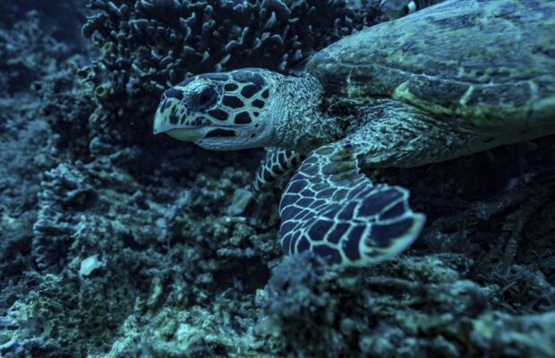 Best In Shell – Turtle Inspired Craft and Art Exhibit