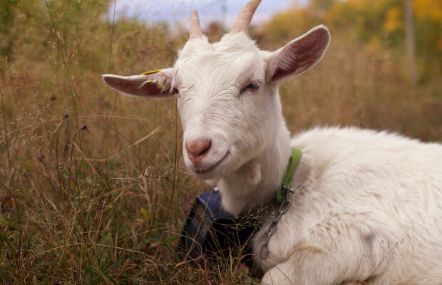 Jeff Chidester: Shutdown, Goat Fugitive, NH – MRI Haven? Jeff Chidester: Shutdown, Goat Fugitive, NH – MRI Haven?