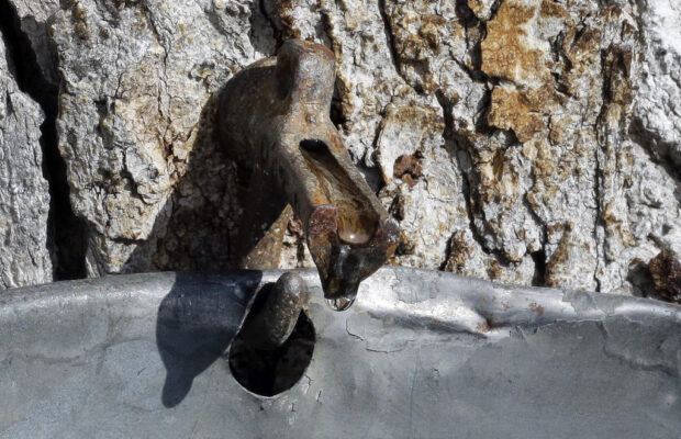 Josh Mann: Maple Season is Almost Here