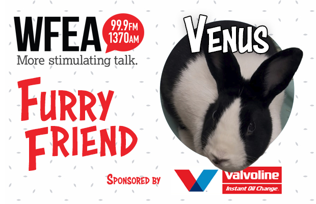 WFEA Furry Friend for May 8: Venus