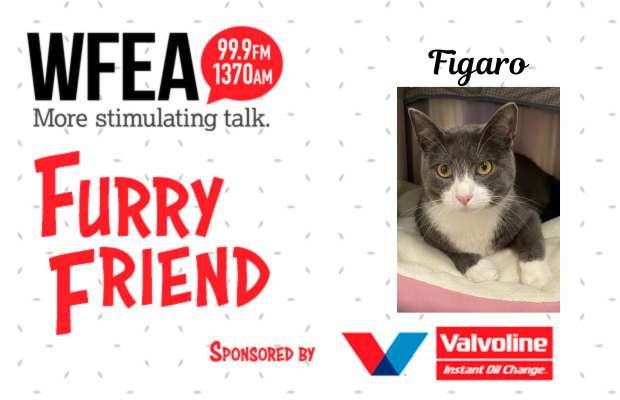WFEA Furry Friend for June 29th: Figaro