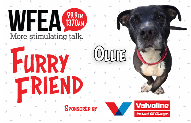 WFEA Furry Friend for June 19th: Ollie
