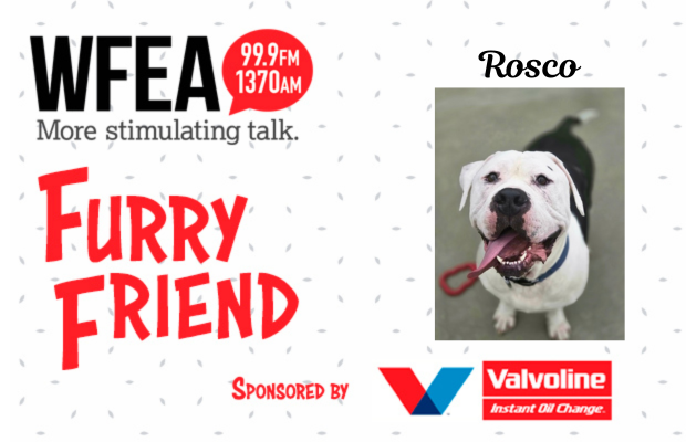 WFEA Furry Friend for July 8: Rosco