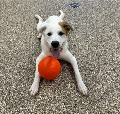 Pet of the Week: Meet Valentina from the Humane Society for Greater Nashua!