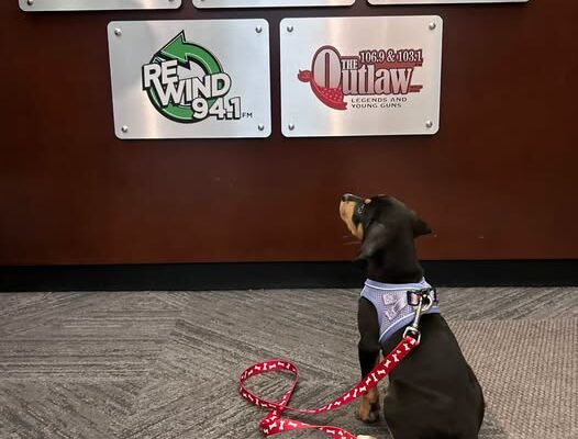 Festival Fun & Pet Adoptions: Inside Nashua’s Upcoming Wags to Whiskers Event